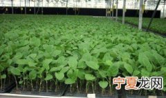 泥土种菜的方法 怎么在泥土里种菜