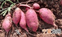 甘薯贮藏方法图解 甘薯贮藏方法