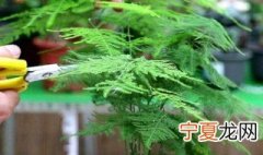 文竹繁殖方法 文竹怎么繁殖