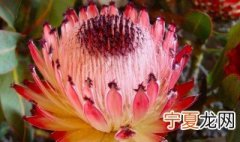 南非帝王花鲜切花养护 南非帝王花养护技巧
