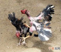如何选择斗鸡
