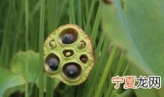 葱莲子的种植方法 种植葱莲子的方法介绍
