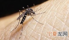天然去蚊子的8个方法 天然去蚊子的8个方法是什么