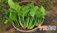 菠菜吃不了怎么储存 种的菠菜来不及吃储存方法