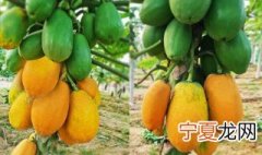 木瓜没熟可以吃吗 木瓜没熟可不可以吃