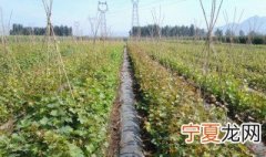 葡萄苗木储存方法 葡萄苗木要如何保存