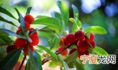 杨梅树嫁接时间和方法 杨梅的嫁接方法和时间