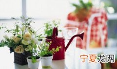 花卉的养殖方法 怎么养花比较好