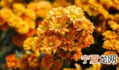 菊花怎么快速开花 菊花快速开花方法