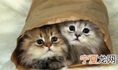 猫咪为什么喜欢去厕所拉屎 猫咪为什么喜欢去厕所