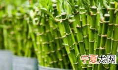竹心泡水喝有什么功效 竹心泡水喝有哪些功效
