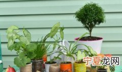 单子叶植物叶的结构特点 单子叶植物叶的结构特点如何