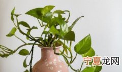 绿萝新叶枯黄卷边 绿萝黄叶卷叶怎么回事