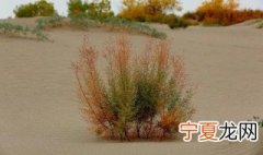 沙漠干旱植物 沙漠植物如何抗旱