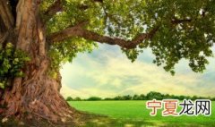 樟树上的寄生植物是什么 寄生在樟树上的植物有哪些