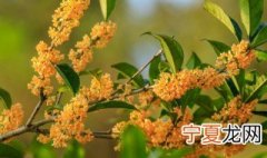 哪些植物生长在秋天 秋天什么植物生长