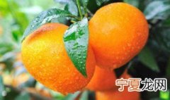 乌柑和沃柑什么区别 沃柑和乌柑是一个品种吗