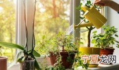 水生植物能在水中生长是因为什么 水生植物为什么能在水中生长
