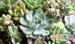 肉肉一直掉叶子是啥情况? 为什么肉肉植物叶片掉下来