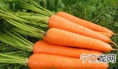胡萝卜热量高吗 胡萝卜热量高不高
