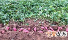 为什么红薯是根而土豆是茎 红薯是根而土豆是茎的原因
