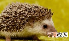 刺猬冬眠吗 刺猬需要冬眠吗