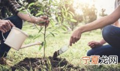 为什么植物浇水了也会干枯 植物叶子枯萎应该浇水还是松土