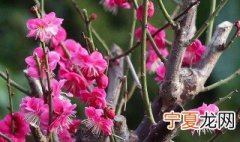 梅花种植方法 梅花养殖方法和注意事项