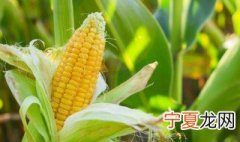 玉米有什么寓意 玉米代表什么象征意义