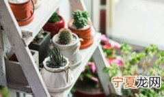 家庭盆栽三七怎么种植 家里三七植物怎样种植