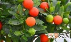 红豆杉的果实可以吃吗?怎么吃?有什么作用? 盆栽看豆的果实能吃吗