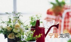 什么样盆栽不怕冻那 一年四季不怕冻的盆栽