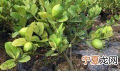 盆栽柠檬什么时候打顶 柠檬盆栽什么时候开花