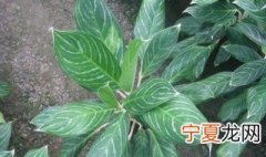 白柄粗肋草怎么养 白柄粗肋草的养殖方法和注意事项