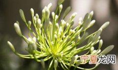 可以盆栽的藤类植物有哪些 藤的植物有几种
