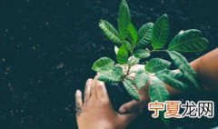 榕树可以嫁接什么树 榕树可以嫁接的树种有哪些呢