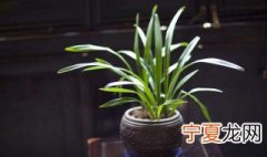 兰花培养小技巧 兰花培养有这些小技巧