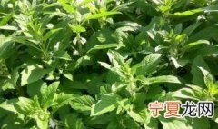 芝麻叶什么时候采摘不影响产量 芝麻叶子什么时候采摘好呢
