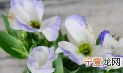 洋桔梗花冬天会死吗 洋桔梗盆栽过冬会冻死吗
