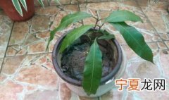 盆栽芒果怎么养 芒果怎么在家种植盆栽