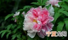 牡丹适合什么季节种植 栽牡丹什么季节最好