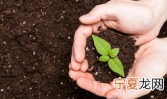 为什么夜晚植物叶片的气孔要关闭 叶片上的气孔夜晚关闭吗