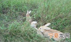 梦见免子是什么意思 梦见免子的寓意