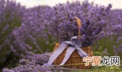 如何种薰衣草盆栽 家庭盆栽薰衣草怎么种