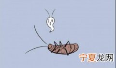 宿舍有蟑螂怎么办 宿舍有蟑螂解决办法