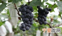 户太八号葡萄冬季修剪的最佳时间 户太八号葡萄什么时候修剪？