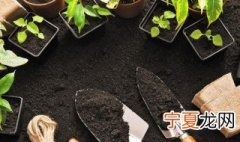 铁皮石斛盆栽怎么养殖方法 铁皮石斛怎么种植盆栽