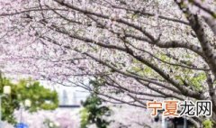 故乡的樱花开了出处是什么 故乡的樱花开了梗介绍