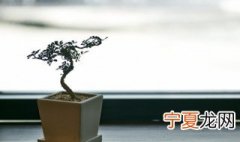 盆栽柠檬能吃吗 花盆种的柠檬能吃吗