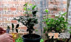 盆栽茉莉如何修剪 茉莉怎么修剪最好